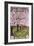 Door County, Wisconsin - Cherry Blossoms-Lantern Press-Framed Art Print