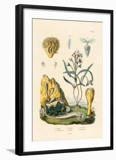 Door Snail, 1833-39-null-Framed Giclee Print