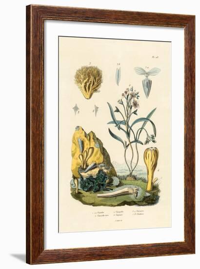 Door Snail, 1833-39-null-Framed Giclee Print