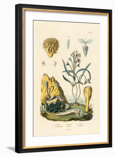 Door Snail, 1833-39-null-Framed Giclee Print