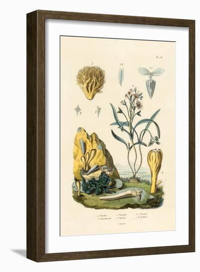 Door Snail, 1833-39-null-Framed Giclee Print