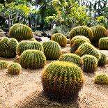 Giant Cactus in Nong Nooch Tropical Botanical Garden, Pattaya, Thailand.-doraclub-Photographic Print