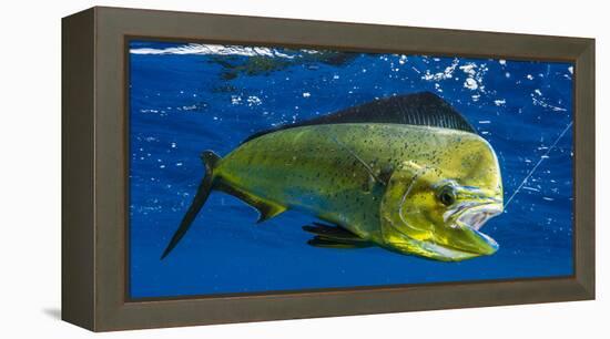 Dorado (Coryphaena Hippurus) Is Seen to Be Caught with Fishing Line Coming Out of the Mouth-null-Framed Premier Image Canvas