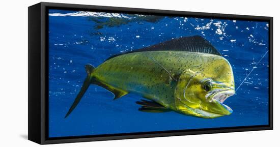 Dorado (Coryphaena Hippurus) Is Seen to Be Caught with Fishing Line Coming Out of the Mouth-null-Framed Premier Image Canvas