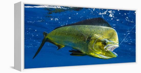 Dorado (Coryphaena Hippurus) Is Seen to Be Caught with Fishing Line Coming Out of the Mouth-null-Framed Premier Image Canvas