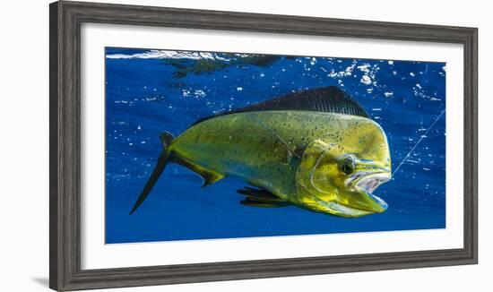 Dorado (Coryphaena Hippurus) Is Seen to Be Caught with Fishing Line Coming Out of the Mouth-null-Framed Photographic Print