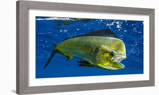 Dorado (Coryphaena Hippurus) Is Seen to Be Caught with Fishing Line Coming Out of the Mouth-null-Framed Photographic Print