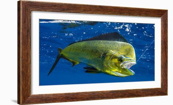 Dorado (Coryphaena Hippurus) Is Seen to Be Caught with Fishing Line Coming Out of the Mouth-null-Framed Photographic Print