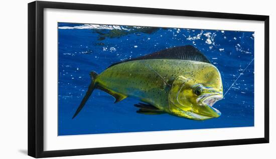 Dorado (Coryphaena Hippurus) Is Seen to Be Caught with Fishing Line Coming Out of the Mouth-null-Framed Photographic Print