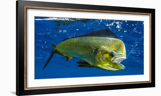 Dorado (Coryphaena Hippurus) Is Seen to Be Caught with Fishing Line Coming Out of the Mouth-null-Framed Photographic Print