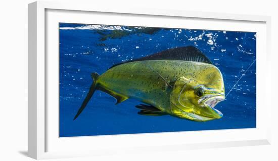 Dorado (Coryphaena Hippurus) Is Seen to Be Caught with Fishing Line Coming Out of the Mouth-null-Framed Photographic Print