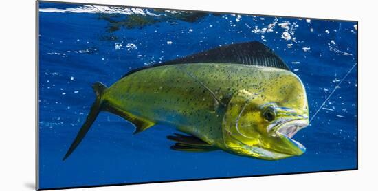 Dorado (Coryphaena Hippurus) Is Seen to Be Caught with Fishing Line Coming Out of the Mouth-null-Mounted Photographic Print