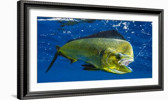 Dorado (Coryphaena Hippurus) Is Seen to Be Caught with Fishing Line Coming Out of the Mouth-null-Framed Photographic Print