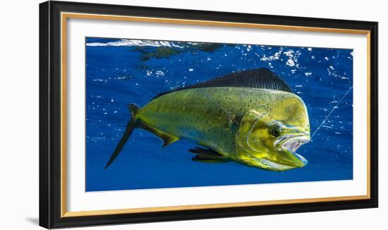 Dorado (Coryphaena Hippurus) Is Seen to Be Caught with Fishing Line Coming Out of the Mouth-null-Framed Photographic Print