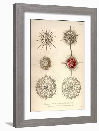 Dorataspis Costata, Haliomma, H.Capillaceum, H. Erinaceus, Actinomma Asteracanthion-Ernst Haeckel-Framed Art Print