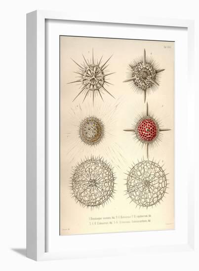 Dorataspis Costata, Haliomma, H.Capillaceum, H. Erinaceus, Actinomma Asteracanthion-Ernst Haeckel-Framed Art Print