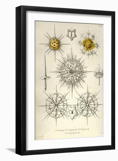 Dorataspis, D. Bipennis, D. Loricata, D. Polyancistra-Ernst Haeckel-Framed Art Print