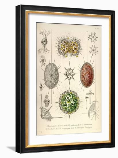 Dorataspis with Haliommatidium and Didymocyrtis Ceratospyris-Ernst Haeckel-Framed Art Print