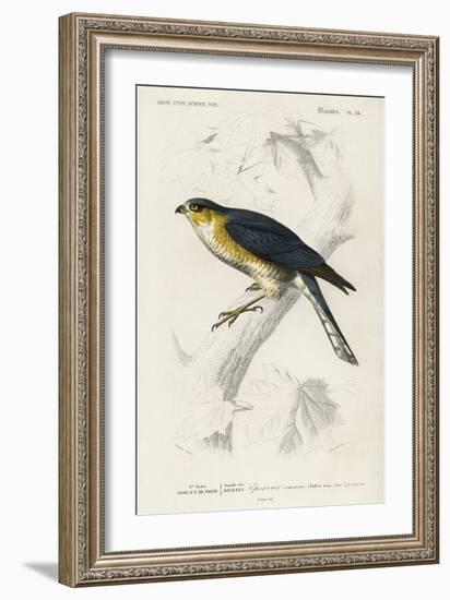 dOrbigny Raptor IV-M. Charles D'Orbigny-Framed Art Print