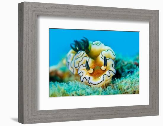 Dorid nudibranch close up, Indonesia-Magnus Lundgren-Framed Photographic Print