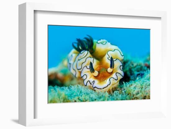 Dorid nudibranch close up, Indonesia-Magnus Lundgren-Framed Photographic Print