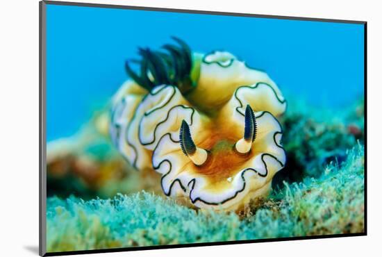 Dorid nudibranch close up, Indonesia-Magnus Lundgren-Mounted Photographic Print