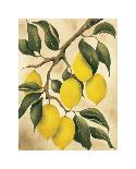 Italian Harvest, Lemons-Doris Allison-Stretched Canvas