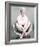 Doris Day-null-Framed Photo