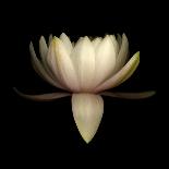 Water Lily A11: pink & white water lily-Doris Mitsch-Photographic Print