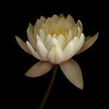 Water Lily A12 Water Lily Blooming-Doris Mitsch-Photographic Print