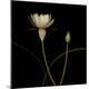 Premium Photographic Print