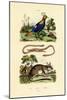 Dormouse, 1833-39-null-Mounted Giclee Print