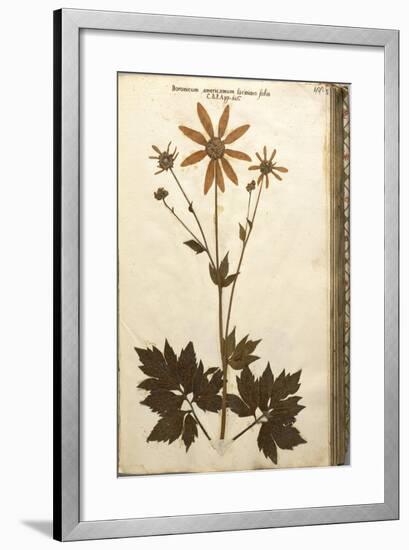 Doronicum Americanum Lacinato Leaves-null-Framed Giclee Print