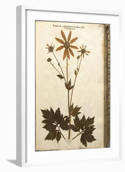 Doronicum Americanum Lacinato Leaves-null-Framed Giclee Print