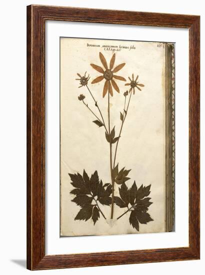 Doronicum Americanum Lacinato Leaves-null-Framed Giclee Print