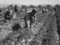 Cotton Picker, 1937-Dorothea Lange-Photographic Print