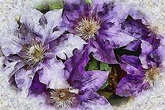 Dreams of Lilac Clematis-Dorothy Berry-Lound-Giclee Print