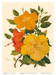 Hawaiian Hibiscus - Honolulu, Hawaii USA-Dorothy Falcon Platt-Laminated Art Print