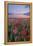 Dorset Poppy Field at Sunset-Oliver Taylor-Framed Premier Image Canvas