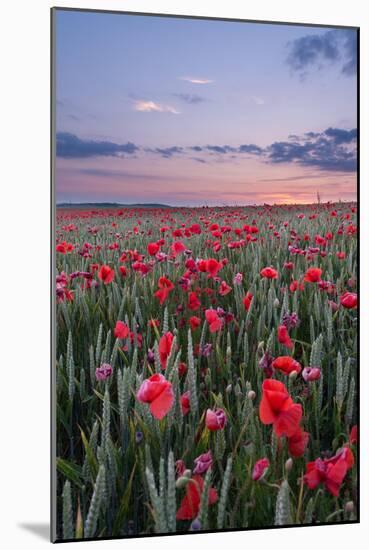 Dorset Poppy Field at Sunset-Oliver Taylor-Mounted Photographic Print