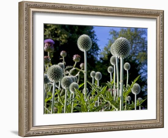 Dorset, Thorncombe, Forde Abbey Forms Part of the Boundary Between Dorset and Somerset, England-Mark Hannaford-Framed Photographic Print