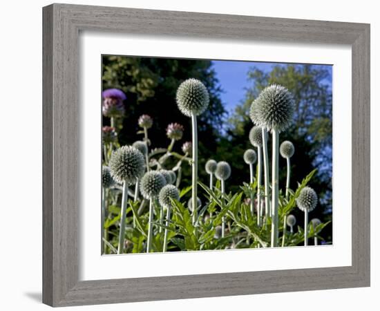 Dorset, Thorncombe, Forde Abbey Forms Part of the Boundary Between Dorset and Somerset, England-Mark Hannaford-Framed Photographic Print