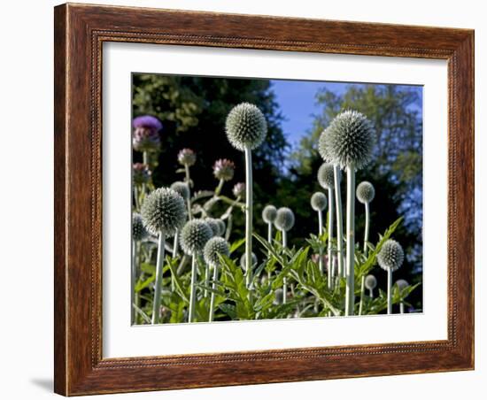 Dorset, Thorncombe, Forde Abbey Forms Part of the Boundary Between Dorset and Somerset, England-Mark Hannaford-Framed Photographic Print