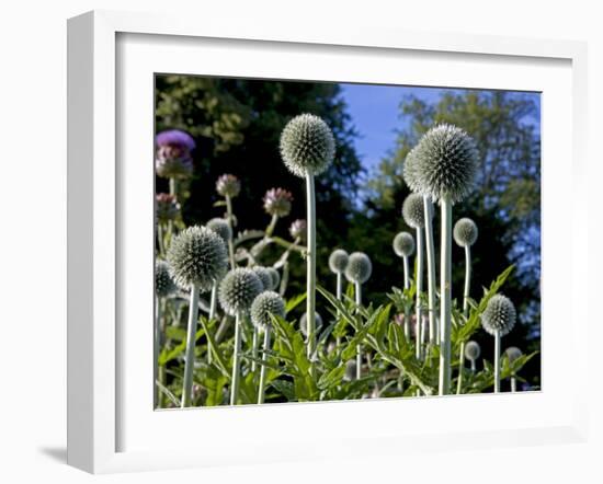 Dorset, Thorncombe, Forde Abbey Forms Part of the Boundary Between Dorset and Somerset, England-Mark Hannaford-Framed Photographic Print