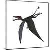 Dorygnathus, a Genus of Pterosaur from the Jurassic Period-null-Mounted Art Print