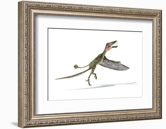 Dorygnathus Dinosaur, Artwork-null-Framed Photographic Print