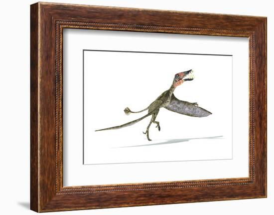 Dorygnathus Dinosaur, Artwork-null-Framed Photographic Print