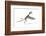 Dorygnathus Dinosaur, Artwork-null-Framed Photographic Print