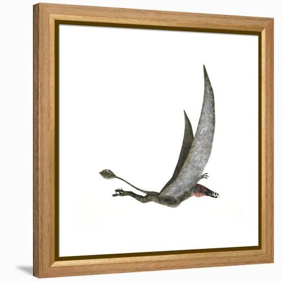 Dorygnathus Flying Dinosaur-null-Framed Stretched Canvas