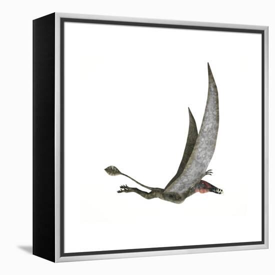 Dorygnathus Flying Dinosaur-null-Framed Stretched Canvas